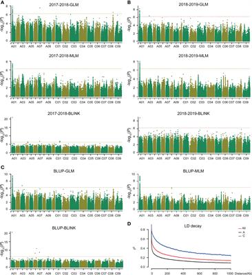 Genome-wide association study reveals a GLYCOGEN SYNTHASE KINASE 3 gene regulating plant height in Brassica napus